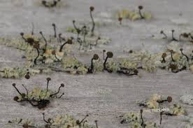 Attēlu rezultāti vaicājumam “Chaenotheca laevigata”