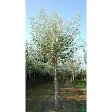 Attēlu rezultāti vaicājumam “Populus alba Nivea”