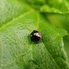 Attēlu rezultāti vaicājumam “Cribraria rubiginosa macro”