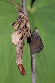 Attēlu rezultāti vaicājumam “Canephora hirsuta”