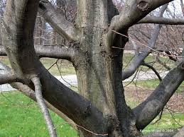 Attēlu rezultāti vaicājumam “Carpinus betulus”