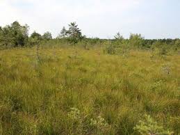 Attēlu rezultāti vaicājumam “Saussurea esthonica flower”