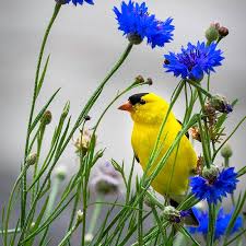 Image result for Centaurea cyanus