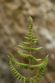 Attēlu rezultāti vaicājumam “Gymnocarpium robertianum”