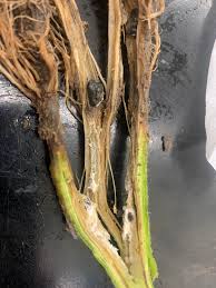 Attēlu rezultāti vaicājumam “Stemonitis lignicola stalked”