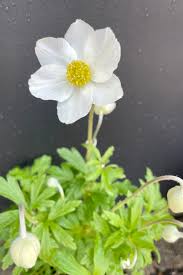 Attēlu rezultāti vaicājumam “Anemone sylvestris leaf”
