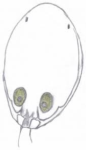 Attēlu rezultāti vaicājumam “Aleurochiton aceris nymph”