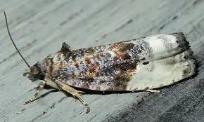 Attēlu rezultāti vaicājumam “Hedya nubiferana”