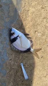 Image result for Diplodus puntazzo