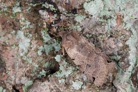 Attēlu rezultāti vaicājumam “Agrochola litura”