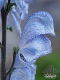 Attēlu rezultāti vaicājumam “Aconitum napellus bud”