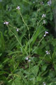 Image result for Verbena officinalis