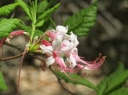 Attēlu rezultāti vaicājumam “Rhododendron periclymenoides”