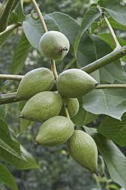 Attēlu rezultāti vaicājumam “Juglans mandshurica”