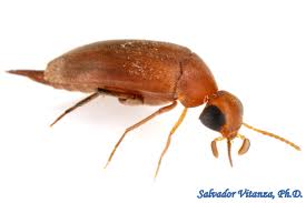 Attēlu rezultāti vaicājumam “Mordellidae”