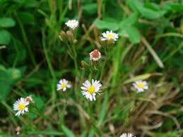 Attēlu rezultāti vaicājumam “Symphyotrichum x salignum”