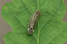 Attēlu rezultāti vaicājumam “Favonius quercus”