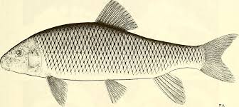 Image result for Moxostoma hubbsi