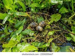 Attēlu rezultāti vaicājumam “Chlidonias niger eggs”