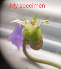 Attēlu rezultāti vaicājumam “Viola odorata bud”