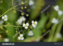 Attēlu rezultāti vaicājumam “Alisma lanceolatum”