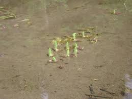 Attēlu rezultāti vaicājumam “Hippuridaceae”