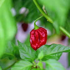 Afbeeldingsresultaat voor mme jeanette hot pepper