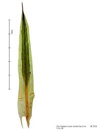 Attēlu rezultāti vaicājumam “Polytrichastrum longisetum”