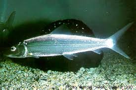 Image result for Albula glossodonta