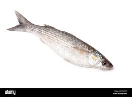 Image result for Mugil cephalus