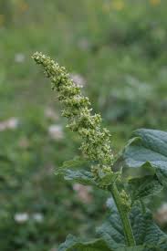 Attēlu rezultāti vaicājumam “Chenopodium bonus-henricus leaf”