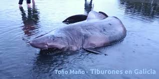 Image result for Odontaspis ferox