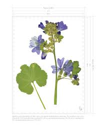 Image result for Malva sylvestris