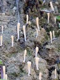 Attēlu rezultāti vaicājumam “Multiclavula mucida”