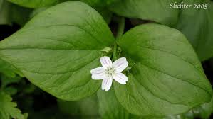Attēlu rezultāti vaicājumam “Claytonia sibirica flower”