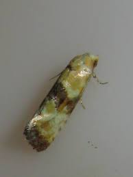 Attēlu rezultāti vaicājumam “Eupoecilia angustana”