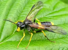 Attēlu rezultāti vaicājumam “Tenthredo campestris female”