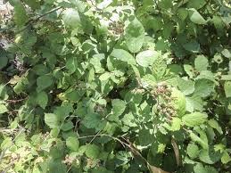 Image result for "Rubus anglocandicans"