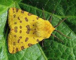 Attēlu rezultāti vaicājumam “Rhyparia purpurata”