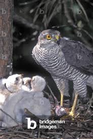 Attēlu rezultāti vaicājumam “Accipiter nisus”