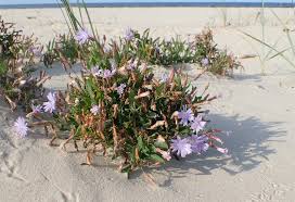 Attēlu rezultāti vaicājumam “Lactuca tatarica”