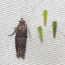 Attēlu rezultāti vaicājumam “Empoasca sp.”