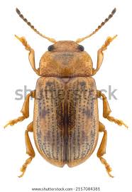 Attēlu rezultāti vaicājumam “Gonioctena”