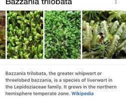 Attēlu rezultāti vaicājumam “Bazzania trilobata”