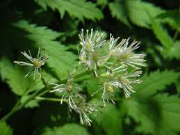 Attēlu rezultāti vaicājumam “Actaea spicata leaf”