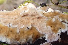 Attēlu rezultāti vaicājumam “Steccherinum ochraceum”