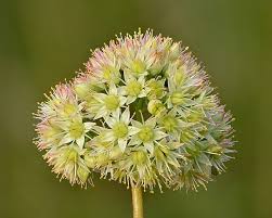 Attēlu rezultāti vaicājumam “Hylotelephium telephium flower”
