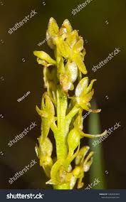 Attēlu rezultāti vaicājumam “Hammarbya paludosa”