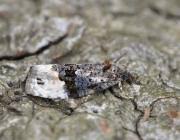 Attēlu rezultāti vaicājumam “Apotomis betuletana”