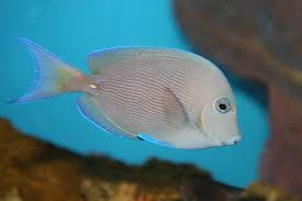 Image result for Acanthurus coeruleus